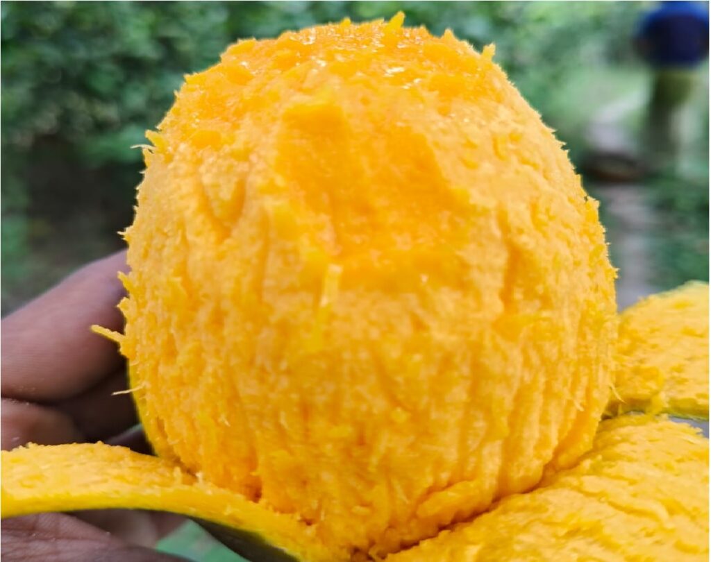 Premium Himsagar Mangoes from Bangladesh - 22 Brix Sweetness for UAE/Saudi Export