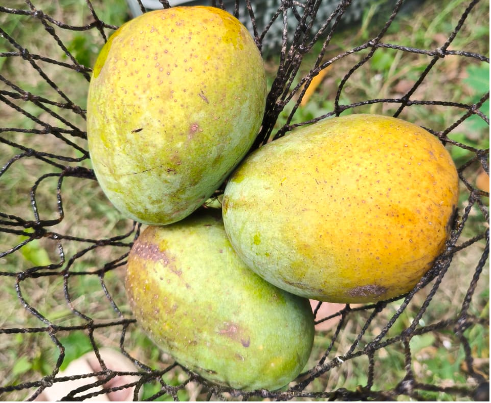 Premium Bangladeshi Mango Varieties for Export - Himsagar, Langra, Fazli, Amrapali, Gopalbhog - Ready for Gulf Supermarkets